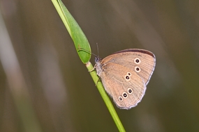 野生眼蝶摄影图片